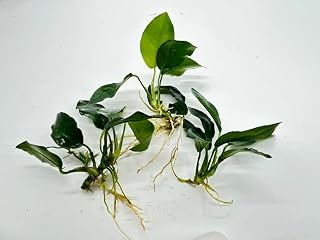 【不純物除去済み・新鮮】アヌビアスナナ 3株セット 水草 アクアリウム用 丈夫で育てやすい 陰性水草 CO2不要 国産 初心者向け レイアウト用