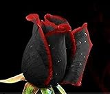 Ploy Beautiful Black Rose Flower 50 Seeds / Pack Rare with Red Edge Seedling