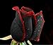 Ploy Beautiful Black Rose Flower 50 Seeds / Pack Rare with Red Edge Seedling