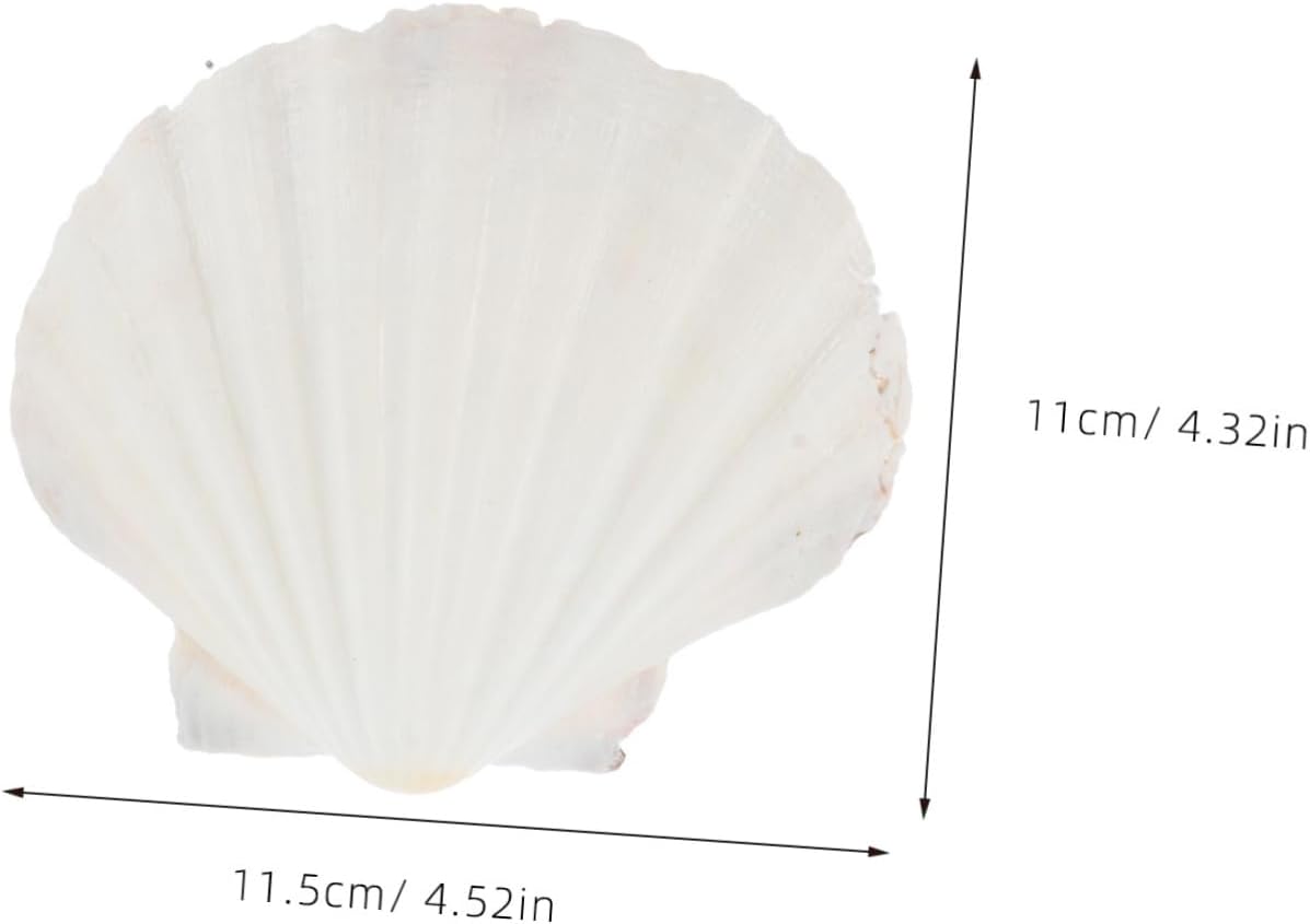 Gadpiparty 10Pcs Natural Plates for Food Serving DIY Painting Unique Shell Decorations for Home Decor for Storing Jewelry Finger Foods for Restaurants