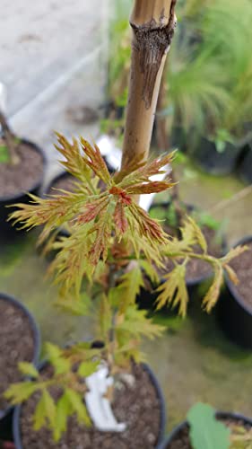 Quercus x 'Mauri' / Chêne 'Mauri' / Conteneur de 7 à 10 litres/Baliveau