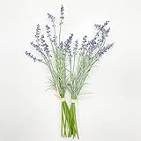 【Lavanda encantadora】 Los tallos son de un verde intenso y las flores brillan con un toque de púrpura. Las flores son frescas y realistas, elegantes y encantadoras, y no requieren mantenimiento ni riego. Son decoraciones hermosas y exquisitas.