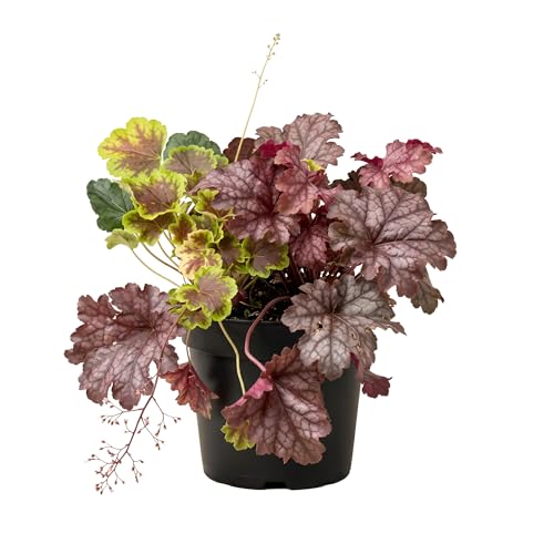 Live Heuchera (Coral Bells) Tri-Color Blend Beautiful Shade Perennial Healthy Spring Plant 10 Tall by 6 Wide in 2 Qt Pot