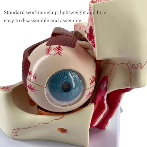 Modèle d'enseignement AMITD de l'eyeball 3D et orbite pour cours de médecine - 6