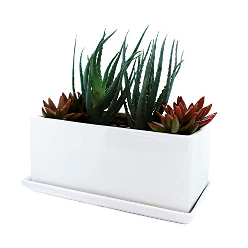 Parva Garden Succulent and Herb Planter Pot with Removable Tray, Window Box in A Modern Ceramic Design