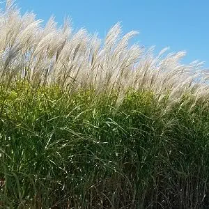 2 Pack Giant Miscanthus Grass - Fast-Growing Privacy Screen, Ornamental Grass, Potted in 3" Pots
