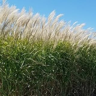 2 Pack - Giant Miscanthus Grass, Fast-Growing Privacy Screen, 1st Season...