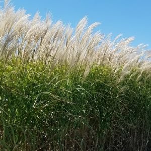 2 Pack - Giant Miscanthus Grass, Fast-Growing Privacy Screen, 1st Season Growth, Hardy Ornamental Grass. Bare Roots (2 Plants)