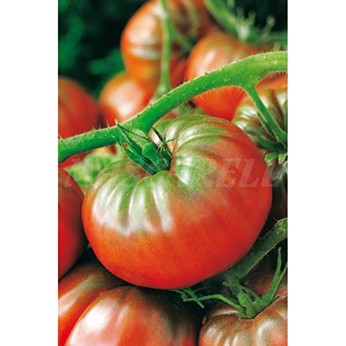 Semillas hortícolas - Tomate super marmande (raf) - Mascarell Cover