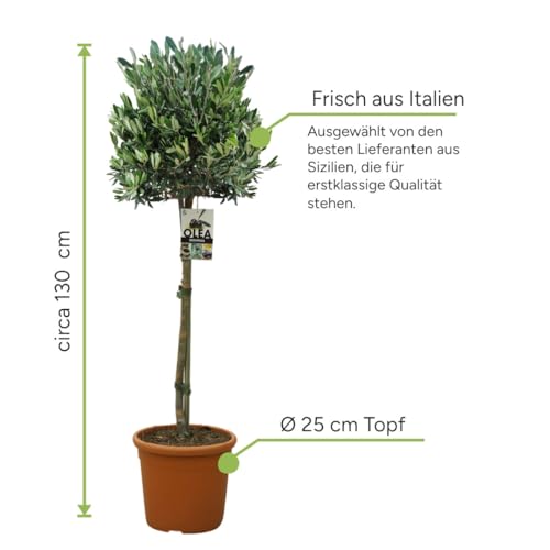 Olea europaea – Olivenbaum Hochstamm 130 cm | Topf Ø 25 cm