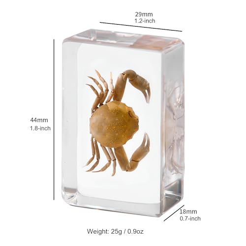 Image of Taxidermy Oceans Animals - Sea Creatures Specimen in Resin for Closer-Look & Study, Novelty Fun & Educational for Science Classroom Specimens, Home Office Decor, Unique Amazing Gift (1.8x1.2x0.7-inch)