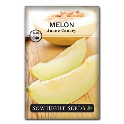 Sow Right Seeds - Juane Canary Melon Seed for Planting - Non-GMO Heirloom Packet with Instructions to Plant and Grow an Outdoor Home Vegetable Garden - Exotic Yellow Variety - Wonderful Gardening Gift
