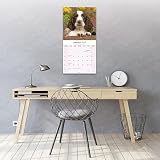 Avonside Springer Spaniel Angielski 2027 Kalendarz z Naklejkami Organizacyjnymi, 16-Miesięczny Kwadratowy Kalendarz Ścienny (wrz 2026 - gru 2027), Planer dla Miłośników Psów, 29,5 x 29,5 cm