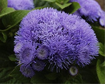 Creative Farmer Flower Seeds : Floss Flower Flower Seeds For Rainy Season Plants Seeds Decorative (3 Packets) Garden Plant Seeds (B077J7W2W2) Amazon Price History, Amazon Price Tracker