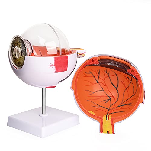 Human Eye Anatomy Model 6X Enlarged, Anatomical Eyeball Model with Removable Stand, Eye Model for Science Classroom Study Display Medical Education