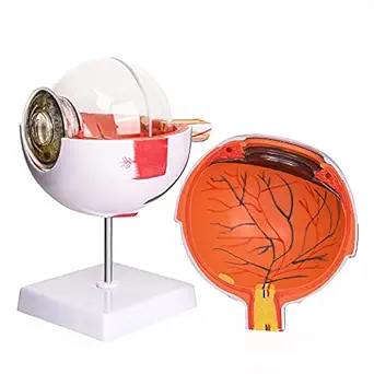 Ultrassist Anatomy Eye Model, 6 Times Enlarge