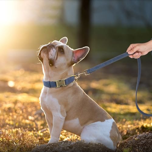 Didog Hundehalsband aus weichem Leder, langlebig, strapazierfähig, mit Schnellverschluss-Metallschnalle, verstellbares Hundehalsband aus Leder für mittelgroße und kleine Hunde, Blau, M