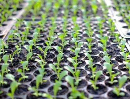 SIDDHI Plastic Seedling Nursery Tray with 126 Cavities Gardening Germination Plastic Tray Nursery Pots Mini Propagator Plant Grow Kit Plug Tray for Seedling Germination (Pack of 5) (B0BB2MJ742) Amazon Price History, Amazon Price Tracker