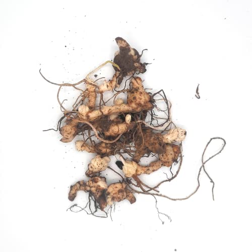 Turk's Cap Lily, Lilium superbum, Tiger Lily Herbatious Perennial 10 Bulbs, Largest Native Lily up to 40 Flowers Grow on Single Plant