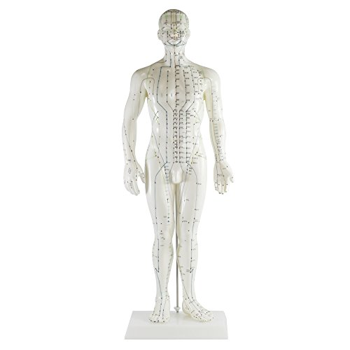 Modèle d'acupuncture homme aux méridiens gravés haute précision