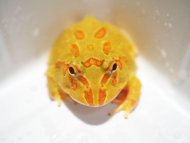 ツノガエル Amazon | 【生体】クランウェルツノガエル アルビノ（カエル