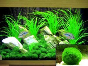 Garnelio Mosbal, voor goede waterkwaliteit, biologisch filter voor aquarium, grootte: 3 tot 5 cm - Afbeelding 4