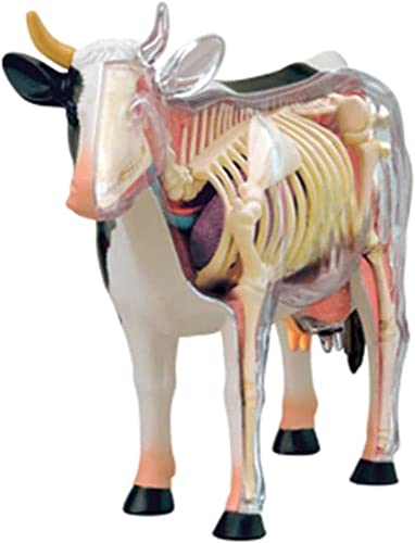 Modelo anatómico de vaca interactivo con piezas desmontables para estudio animal 4