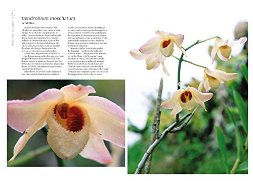 Enciclopédia das Orquídeas (Coleção - 21 Volumes)