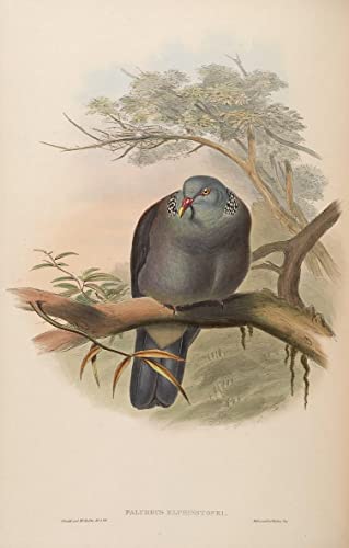 Pared impresiones lienzo de la Columba Elphinstonii, cuadro de John Gould de 60x90cm