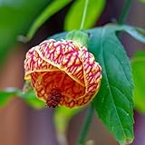 2 Abutilon Plants 5-9 Inches Tall - Lantern Trees Perfect for Enhancing Your Indoor and Outdoor Garden - Trailing Hanging Flower Vine (Orange Abutilon)