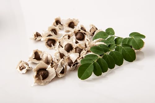 Moringa Seed 100 Drumstick Tree Seeds - PKM1 Variety - Moringa Oleifera Seeds - Non-GMO - High Germination Rate - Organically Grown - Thumbnail 4