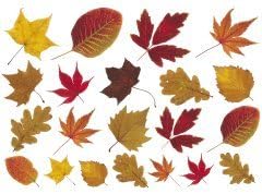 Purlfrost Stunning Autumn Leaves Leaf SELF ADHESIVE photo realistic stickers pack of 20 assorted designs **Supplied with free professional application tool**