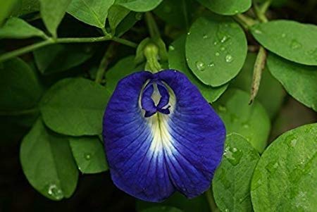 HGG Shankhpushpi/Aparajitha/Sangu Poo/Clitoria Ternatea Flower Healthy Live Plant (Blue) With Mini Black Pot (B09GKZ2T23) Amazon Price History, Amazon Price Tracker