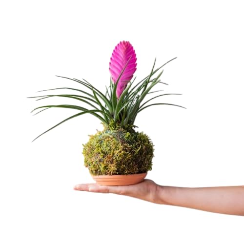 DECOALIVE Kokedama de Interior con Planta Envuelta en Musgo Tillandsia Cyanea Natural