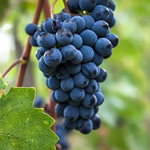 Yegaol Garden 20Pcs Wine Grape Seeds Non-Gmo Perennial Rich In Vitamins Sweet Excellent Flavored Outdoor Fruit Plant #TOP5