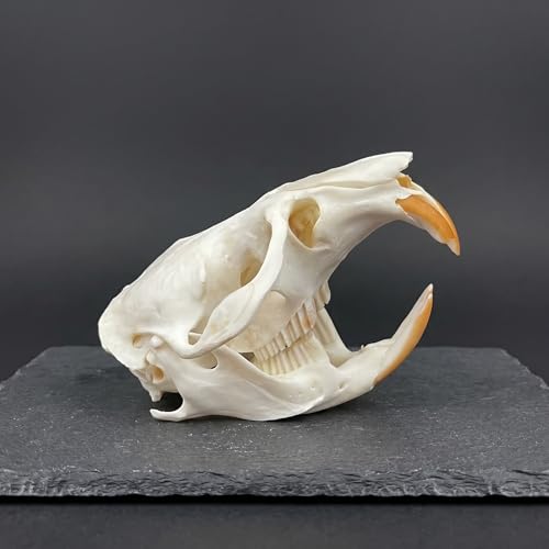 Image of Taxidermy Real Muskrat Animal Skull Decor - Model Animals Bones Specimen,Taxidermy Supplies for Science Education,Collection (Muskrat)