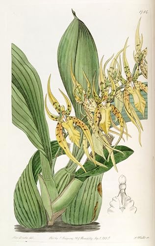 Toile Brassia Lanceana 60x90cm, le cadeau d'art idéal pour passionnés de déco