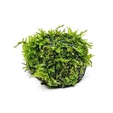 SubstrateSource Live Planted Decor - Christmas...