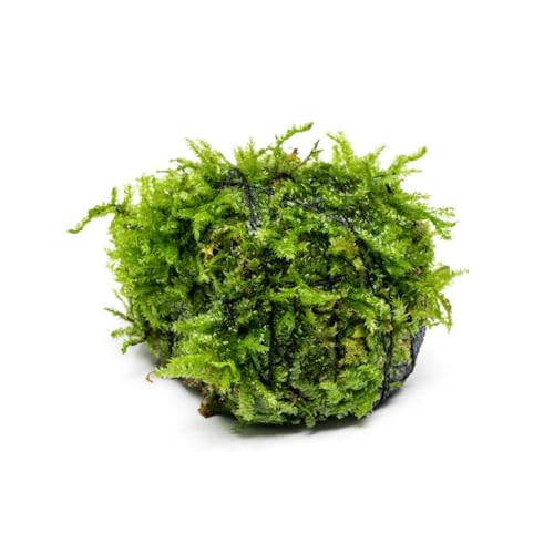 SubstrateSource Live Planted Decor - Christmas...