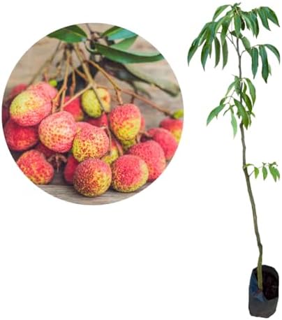 Muda De Lichia Bengal Feita Por Alporquia - Prestes A Produzir