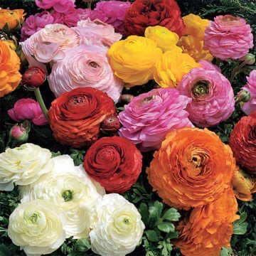 RADHA KRISHNA AGRICULTURE® Imported Double Peony Ranunculus Flower Bulbs For Indoor/Outdoor Gardening (Set Of 2 Multi-colour Flower Bulbs) (B09PG39YD5) Amazon Price History, Amazon Price Tracker
