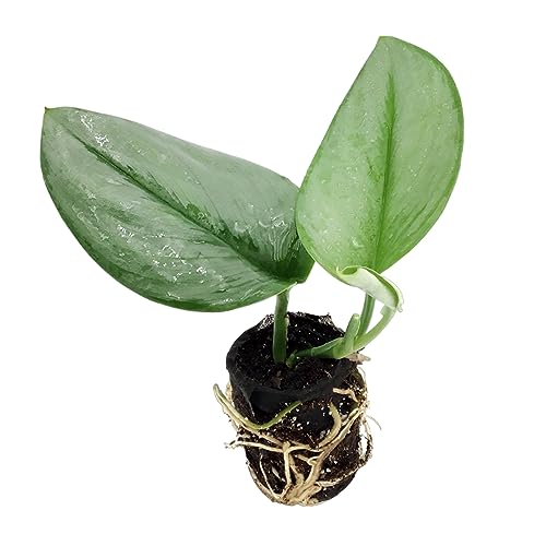 Scindapsus Treubii Moonlight Starter Plant