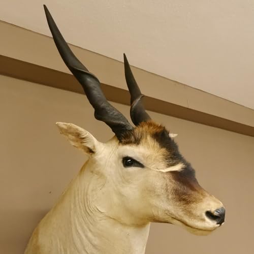 GTK - Geweihe & Trophäen KRUMHOLZ Riesengroßer Eland BULLE Kopfpräparat mit Füße