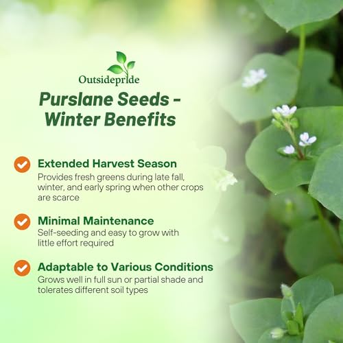 Outsidepride Winter Purslane Seeds for Planting - 5,000 Pcs Annual, Easy to Grow, Vitamin-Rich & Drought Tolerant Succulent Seeds for Culinary, Xeriscaping, Containers & Hanging Baskets