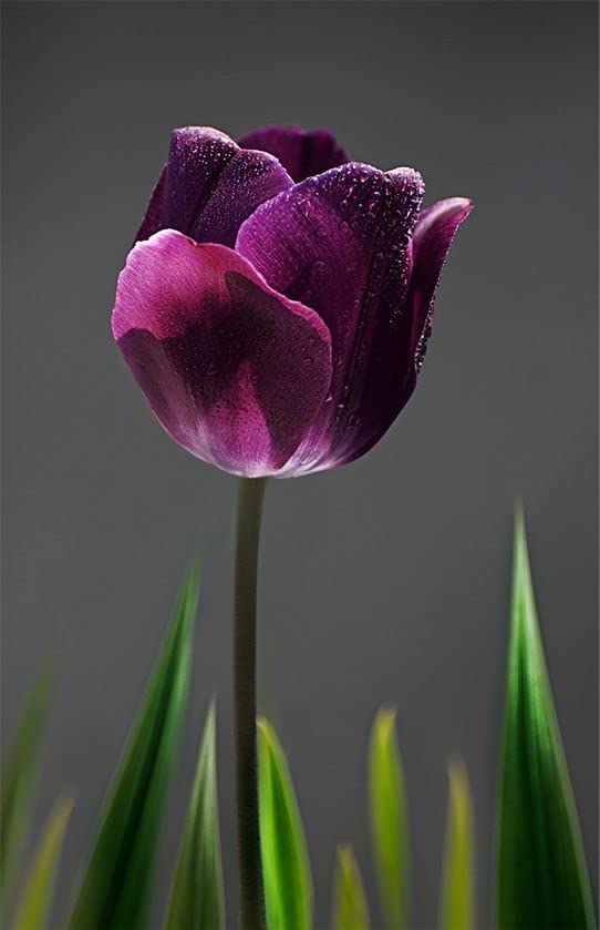Tulip Purple Flower Bulbs Pack of 10 For Home, Terrace and Lawn Gardening By ANGIOOUTLETS-image-22