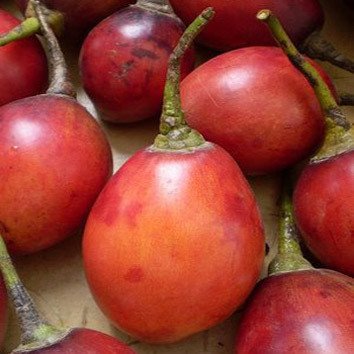 Tamarillo Seeds (Tropical Fruit Seeds)