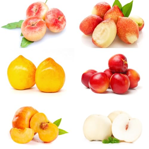 Semillas de nectarina, de balcón jardín rocas semillas resistentes exterior resistentes para el jardín exóticas columnar 15pcs