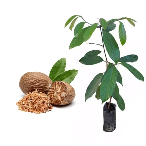 Genérico, Muda de Noz Moscada 20 a 40cm AMK - Plantas Online