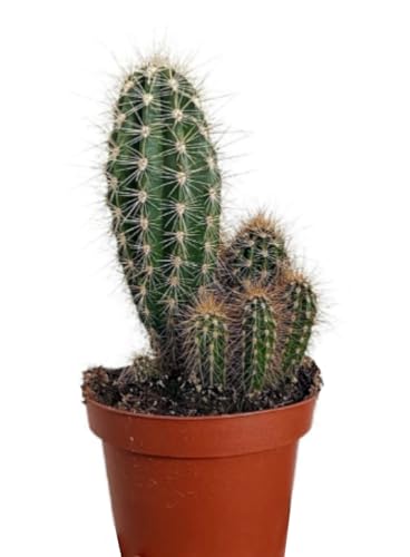 Planta natural Pachycereus Pringlei, 20-25 cm. Cardón. Cactus columnar, de crecimiento lento, con espinas y gran longevidad. Segura Garden.