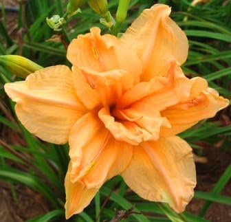 Seeds*Bulbs*Plants*&More Double Dream Daylily Root